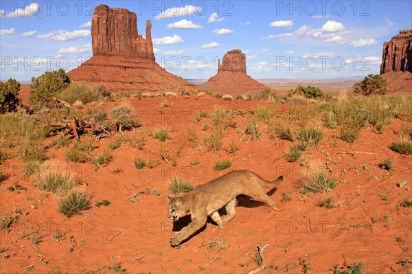 Puma