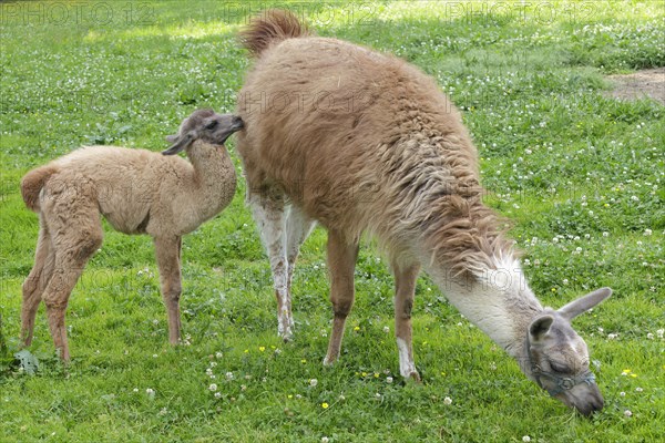 Llama (Lama glama) with a cria