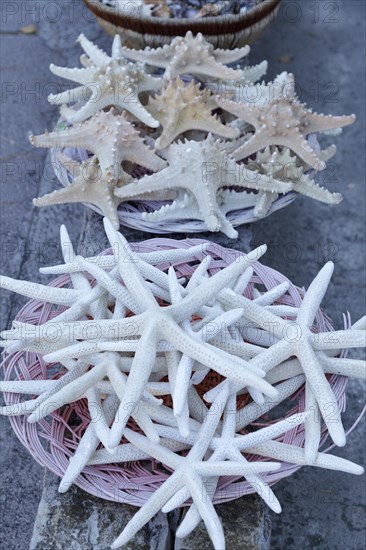 Starfish on sale