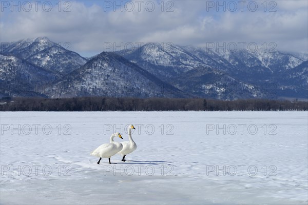 Whooper swans (Cygnus cygnus) moving on foot across a frozen lake