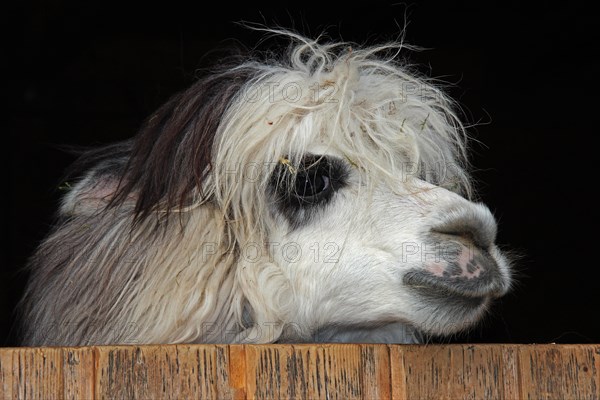 Alpaca (Vicugna pacos)