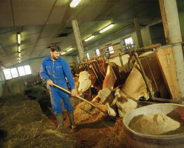 Farmer feeding cows in a barn