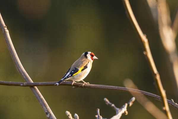 Goldfinch (Carduelis carduelis)