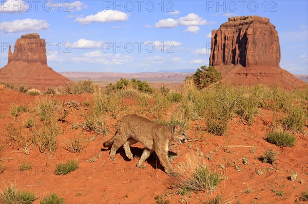 Puma