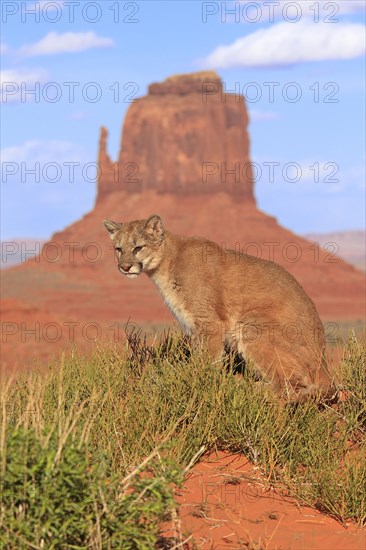 Puma