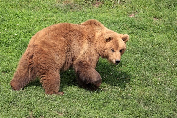 Brown Bear (Ursus arctos)