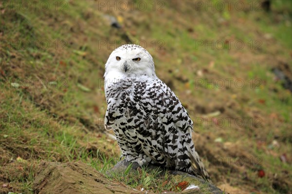 Snowy Owl (Nyctea scandiaca)
