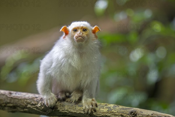 Silvery Marmoset (Callithrix argentata