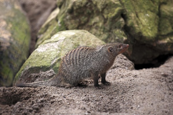 Banded Mongoose (Mungos mungo)