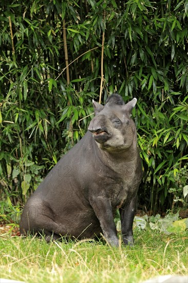 South American Tapir (Tapirus terrestris) adult