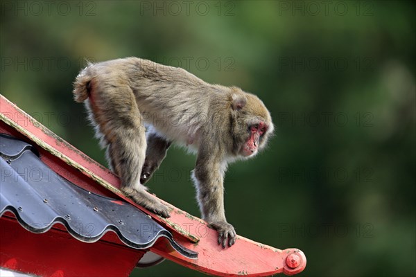 Japanese Macaque or Snow Monkey (Macaca fuscata)