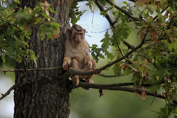 Southern Pig-tailed Macaque (Macaca nemestrina)