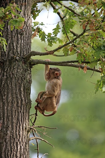 Southern Pig-tailed Macaque (Macaca nemestrina)