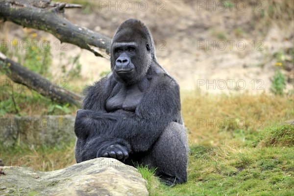 Western Lowland Gorilla (Gorilla gorilla gorilla)