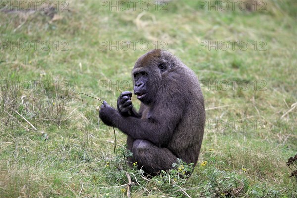 Western Lowland Gorilla (Gorilla gorilla gorilla)
