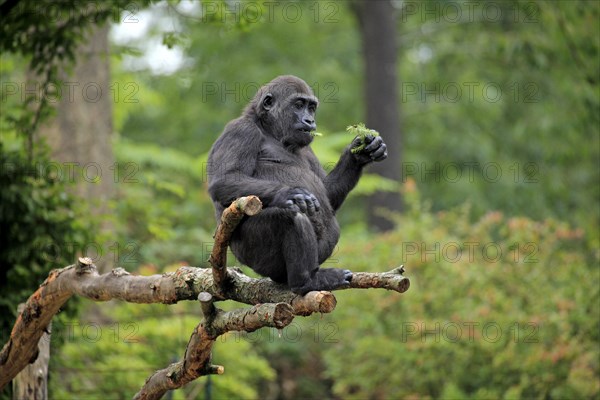 Western Lowland Gorilla (Gorilla gorilla gorilla)