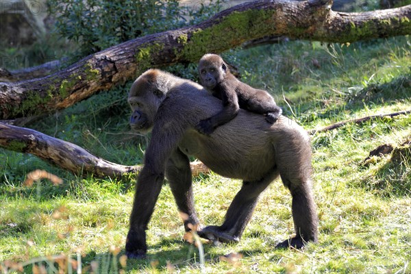 Western Lowland Gorilla (Gorilla gorilla gorilla)
