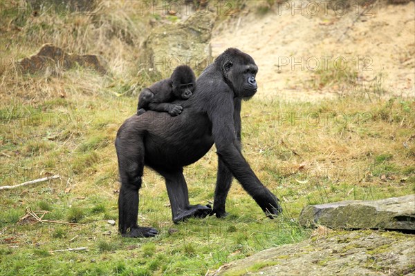 Western Lowland Gorilla (Gorilla gorilla gorilla)