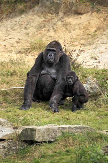 Western Lowland Gorilla (Gorilla gorilla gorilla)