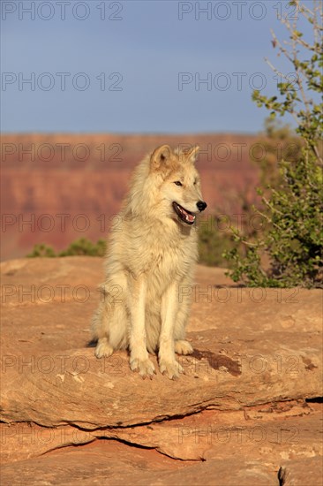 Wolf (Canis lupus)