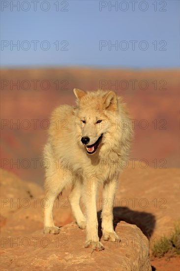 Wolf (Canis lupus)