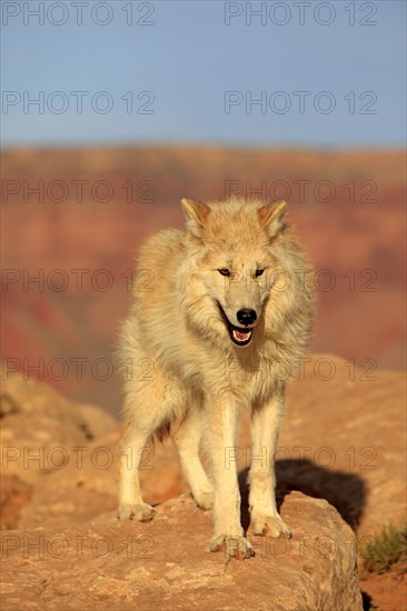 Wolf (Canis lupus)