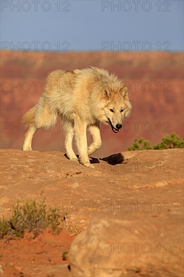 Wolf (Canis lupus)
