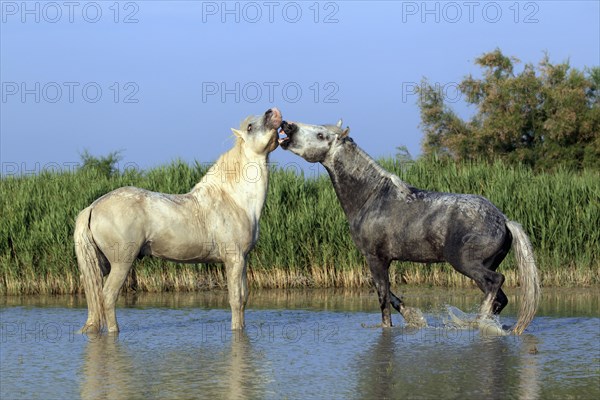 Camargue horses (Equus ferus caballus)