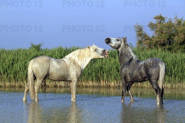 Camargue horses (Equus ferus caballus)