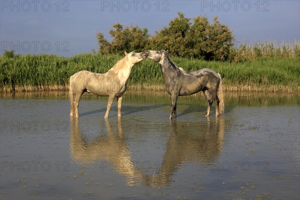 Camargue horses (Equus ferus caballus)