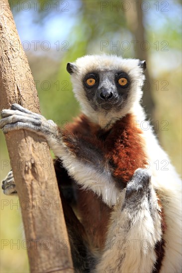 Coquerel's Sifaka (Propithecus coquereli)