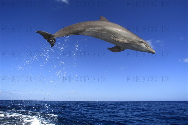 Common Bottlenose Dolphin (Tursiops truncatus)