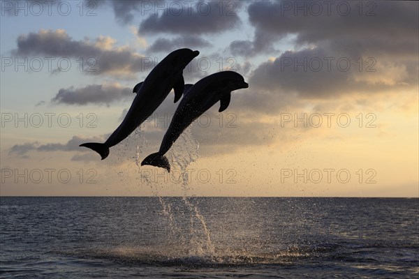 Bottlenose Dolphin (Tursiops truncatus)