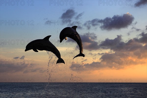 Bottlenose Dolphin (Tursiops truncatus)
