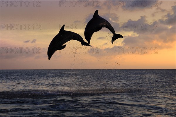 BottlBottlenose Dolphin (Tursiops truncatus)