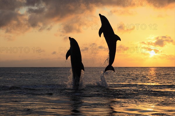 Bottlenose Dolphin (Tursiops truncatus)