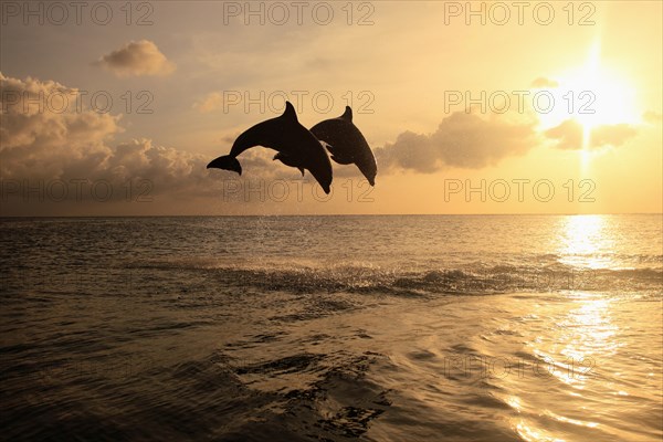 Bottlenose Dolphin (Tursiops truncatus)