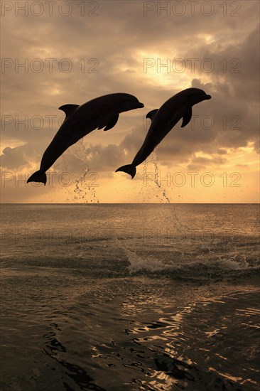 Bottlenose Dolphin (Tursiops truncatus)