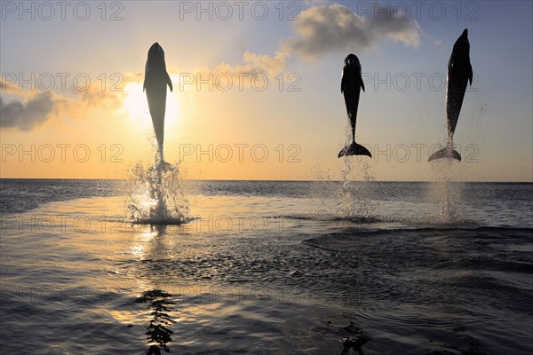 Bottlenose Dolphin (Tursiops truncatus)