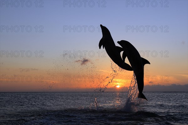 Bottlenose Dolphin (Tursiops truncatus)
