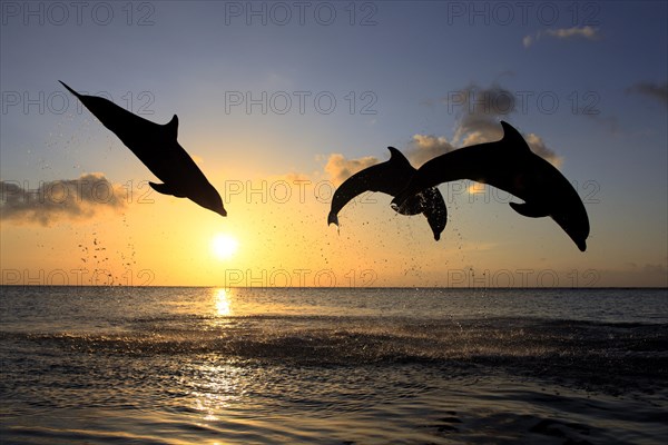 Bottlenose Dolphin (Tursiops truncatus)