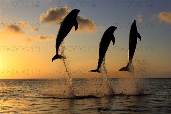 Bottlenose Dolphin (Tursiops truncatus)