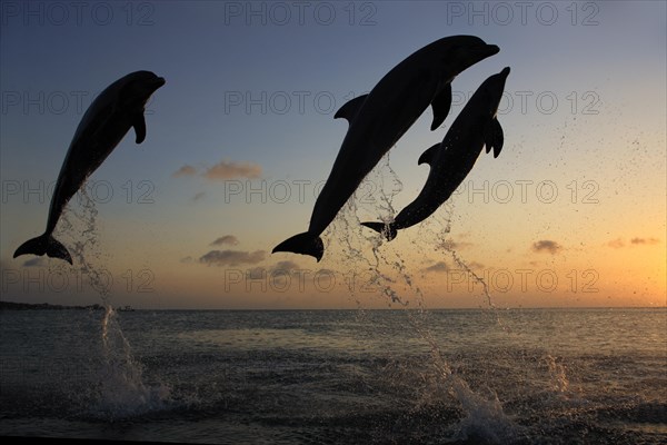 Bottlenose Dolphin (Tursiops truncatus)