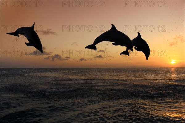 Bottlenose Dolphin (Tursiops truncatus)