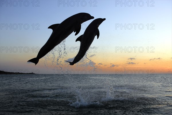 Bottlenose Dolphin (Tursiops truncatus)