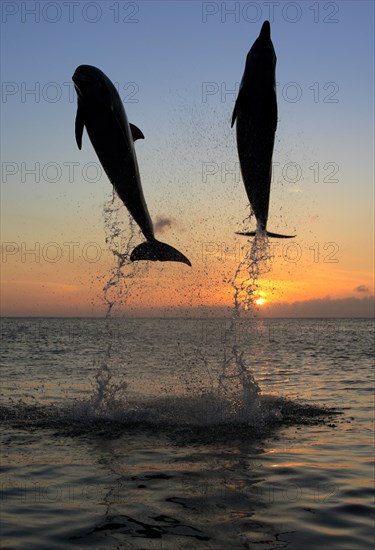 Bottlenose Dolphin (Tursiops truncatus)