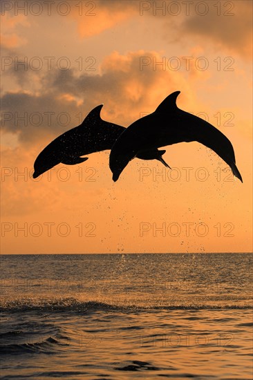 Bottlenose Dolphin (Tursiops truncatus)