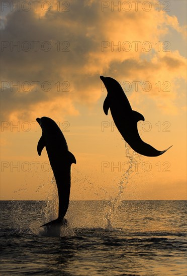 Bottlenose Dolphin (Tursiops truncatus)