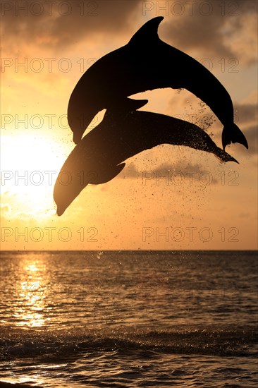 Bottlenose Dolphin (Tursiops truncatus)