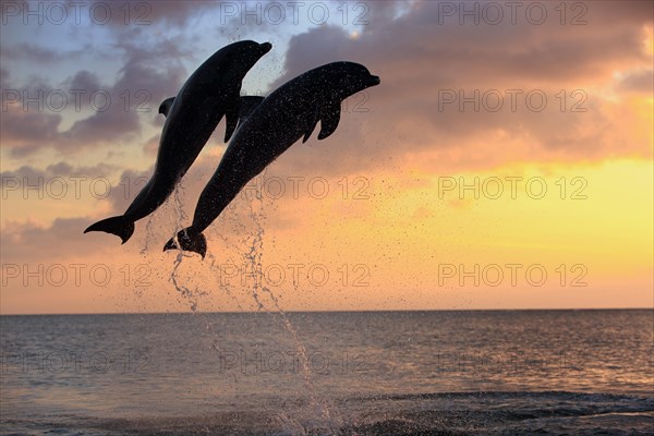 Bottlenose Dolphin (Tursiops truncatus)